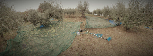 Oilves Harvest Campaign 2021, Basilicata, Italy