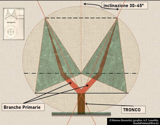 The polyconic vase method and its benefit for a quality Extra Virgin Olive Oil