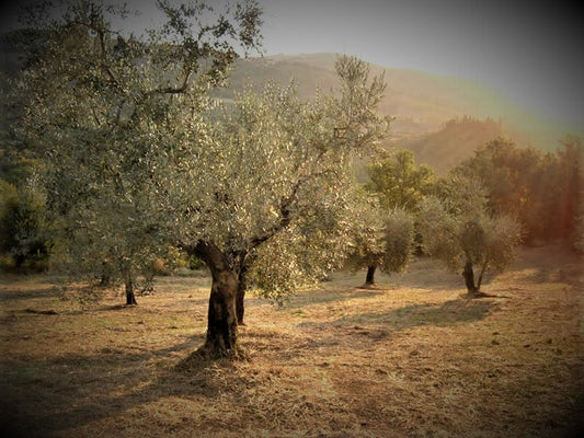 Olive tree in the Lucaniae groves in Basilicata, where Maiatica olives grow
